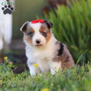 Isla, Toy Australian Shepherd Puppy